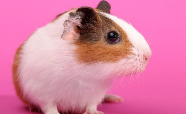 仓鼠怎么养才粘人