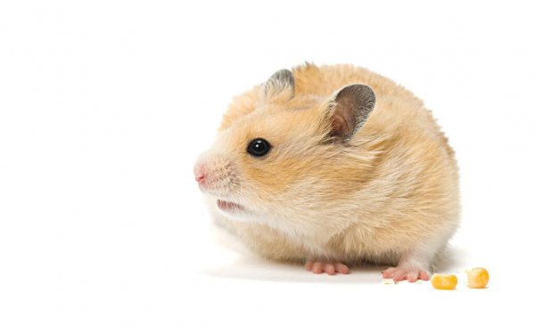 仓鼠怎么养才粘人