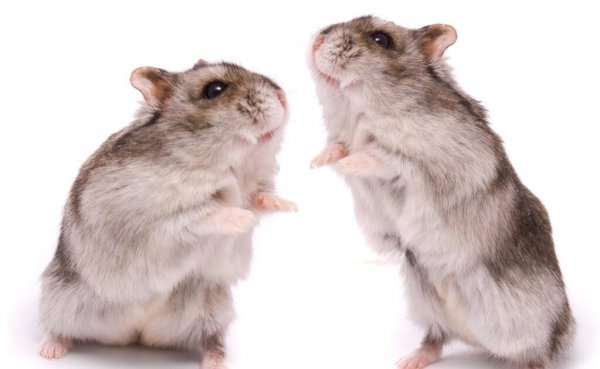 仓鼠怎么养才粘人