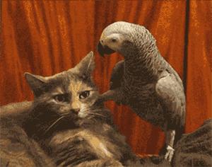 鹦鹉为什么会说话