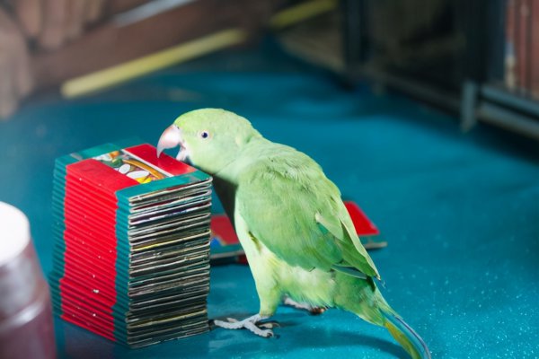 鹦鹉为什么会说话