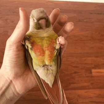 鹦鹉为什么会说话