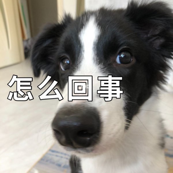 边牧属于大型犬还是中型犬