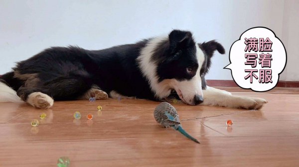 边牧属于大型犬还是中型犬