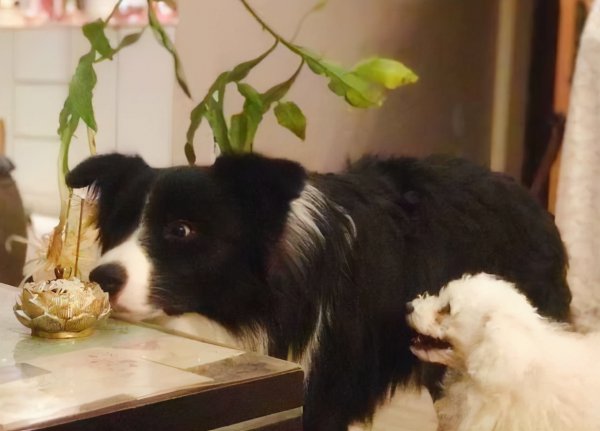 边牧属于大型犬还是中型犬