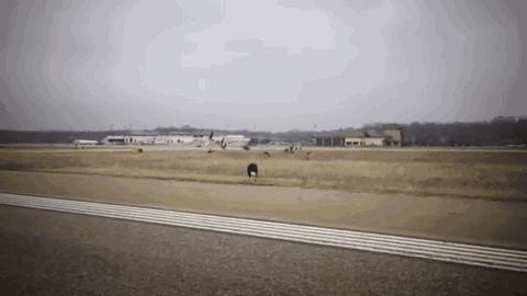 边牧属于大型犬还是中型犬