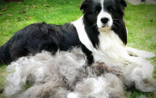 边牧属于大型犬还是中型犬