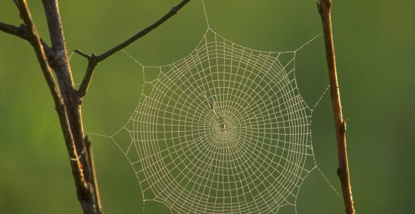 世界上最硬的物质是碳吗