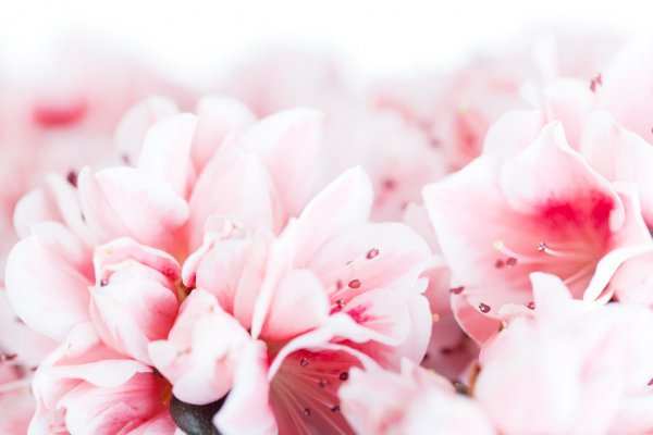 杜鹃啼血什么意思