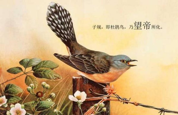 杜鹃啼血什么意思