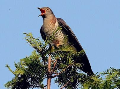 杜鹃啼血什么意思