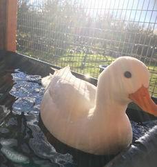 宠物柯尔鸭寿命多久时