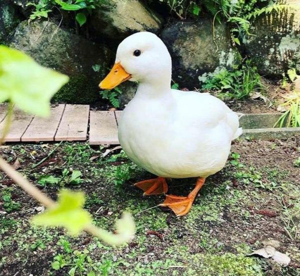 宠物柯尔鸭寿命多久时