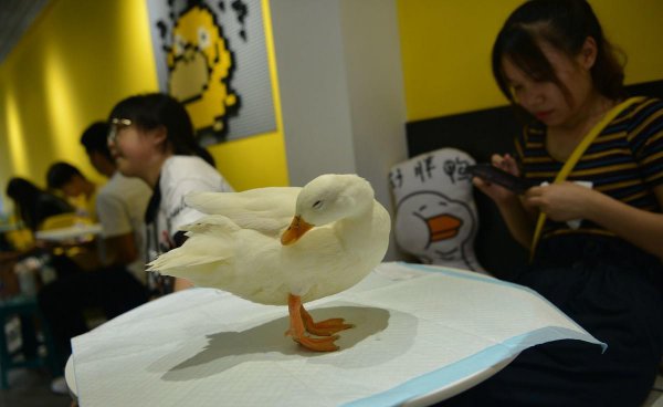 宠物柯尔鸭寿命多久时