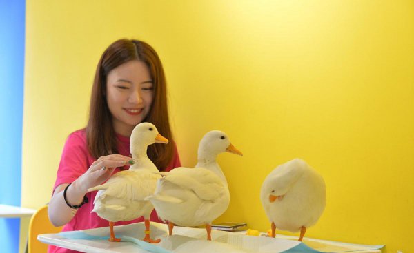 宠物柯尔鸭寿命多久时