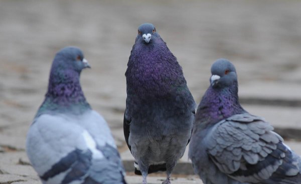 如何鉴别鸽子的雌雄