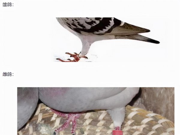 如何鉴别鸽子的雌雄