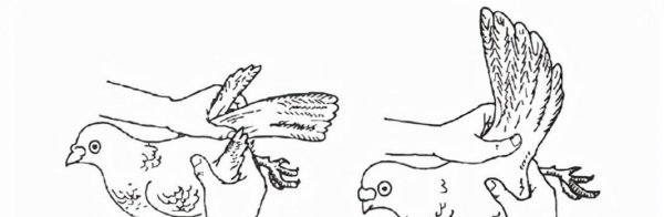 如何鉴别鸽子的雌雄