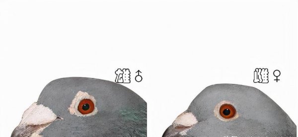 如何鉴别鸽子的雌雄