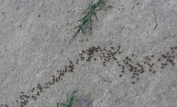 下雨前有哪些预兆