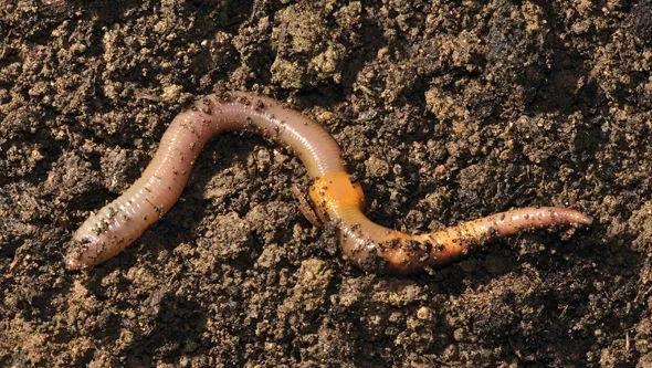 下雨前有哪些预兆