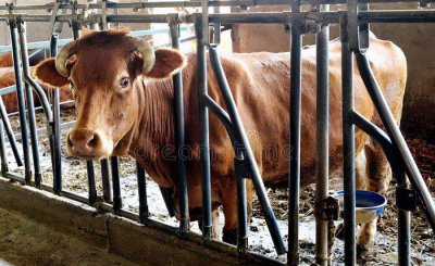 养殖20头牛一年要投资多少钱 20头牛养殖成本和利润