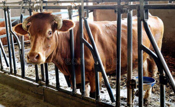 养殖20头牛一年要投资多少钱