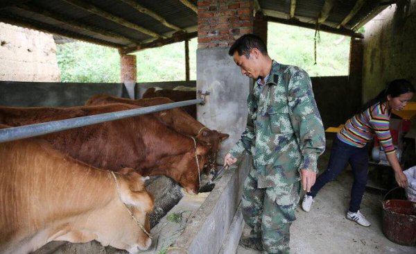 养殖20头牛一年要投资多少钱