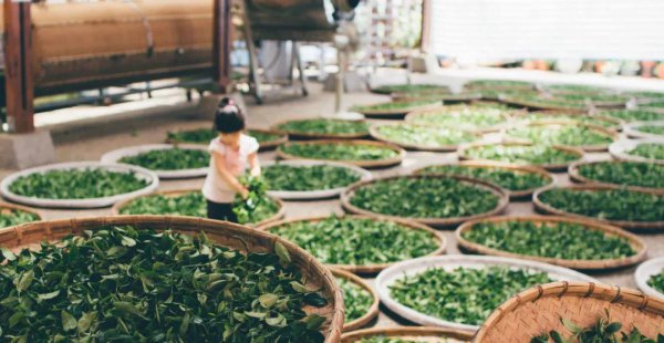 茶叶商标多少类