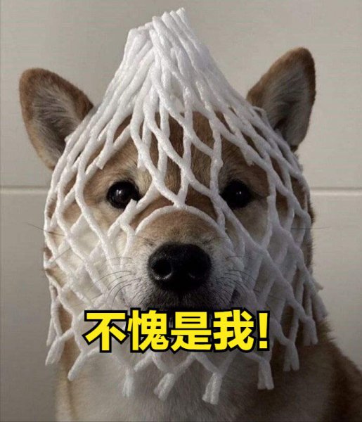 宠物狗的品种及价格图片