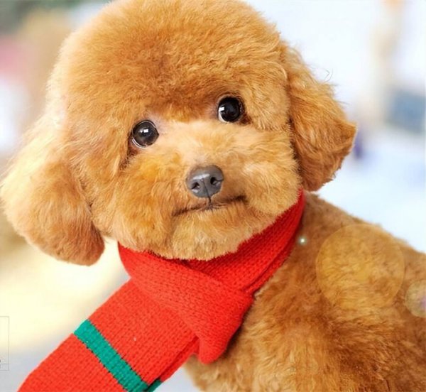 宠物狗的品种及价格图片