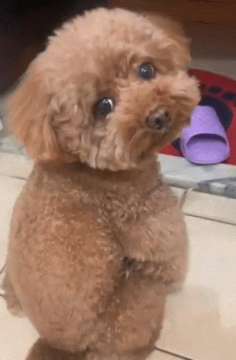 宠物狗的品种及价格图片