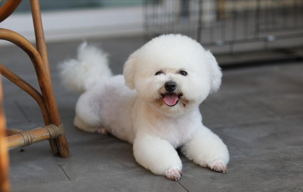 宠物狗的品种及价格图片