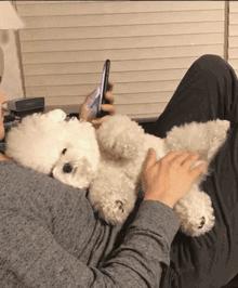 宠物狗的品种及价格图片