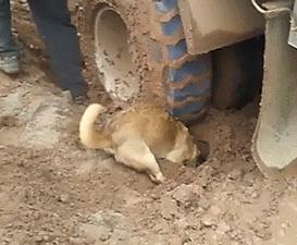 宠物狗的品种及价格图片