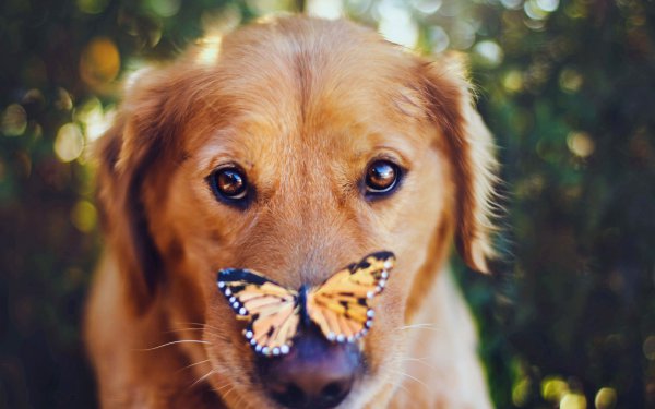 宠物狗的品种及价格图片