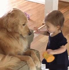 宠物狗的品种及价格图片