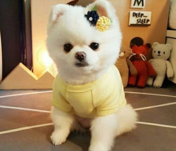 宠物狗的品种及价格图片