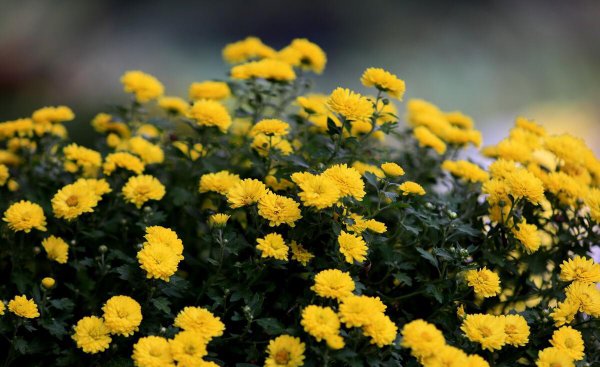 重阳节主要风俗是什么