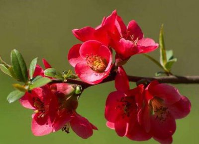 家里为什么不要养海棠 室内养海棠花有毒吗