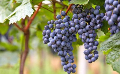 我国种植葡萄始于哪个朝代和时间 葡萄最早什么时期出现