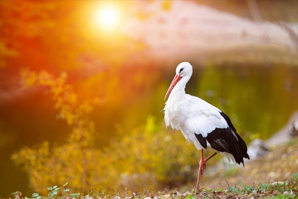 世界上十大飞的最高的鸟排名
