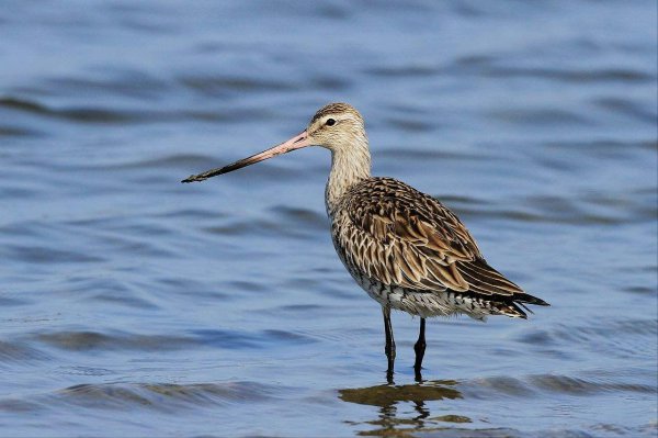 世界上十大飞的最高的鸟排名