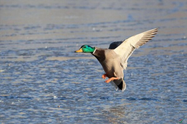 世界上十大飞的最高的鸟排名