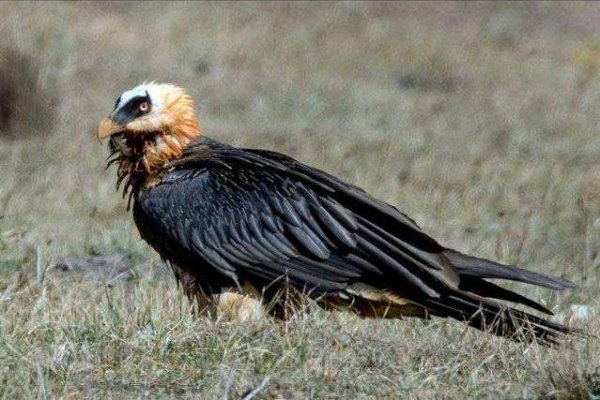 世界上十大飞的最高的鸟排名