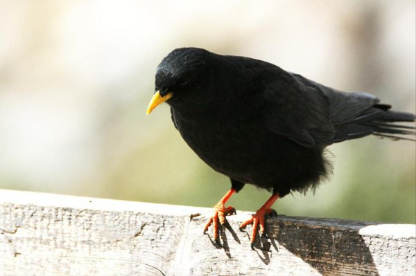 世界上十大飞的最高的鸟排名