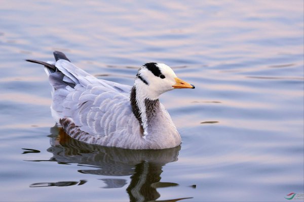 世界上十大飞的最高的鸟排名
