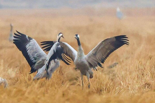 世界上十大飞的最高的鸟排名