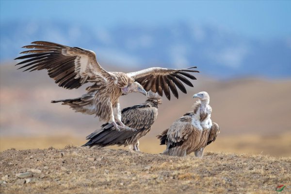 世界上十大飞的最高的鸟排名