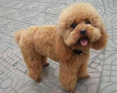 泰迪哼哼唧唧表示什么心情 小泰迪哼哼唧唧还抖什么原因